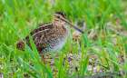Common snipe peeks through wetland vegetation in Colorado Art Print